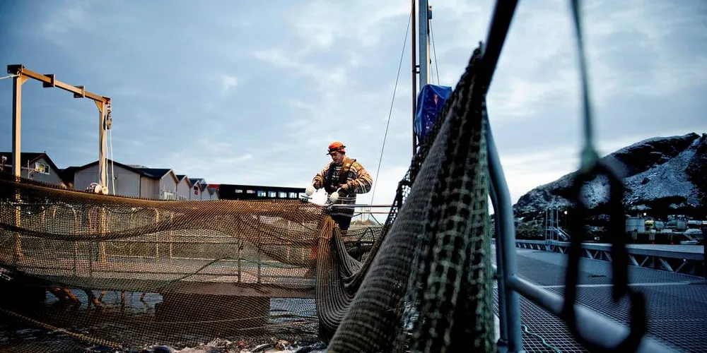 Salget av legemidler mot lakselus de tre siste årene viser at oppdrettsnæringen har endret strategi for å bekjempe lusa, melder Folkehelseinstituttet.Foto: Thomas Haugersveen, DN