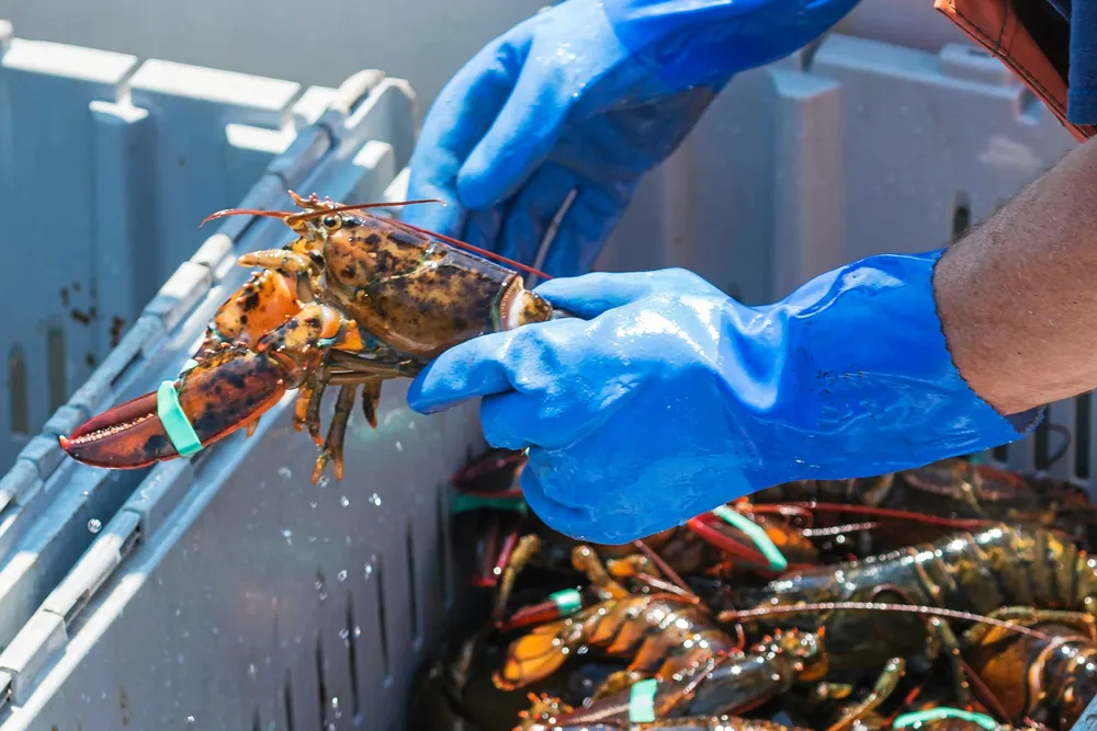 Maine Lobsterman.