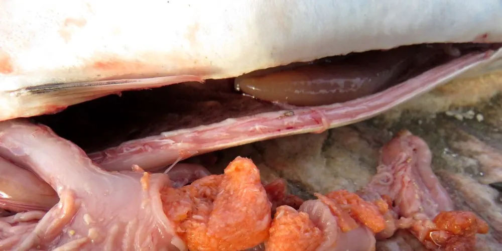 GOD OG METT: Fra forskerhold bekreftes det at denne makrellen har tatt godt for seg av raudåte.