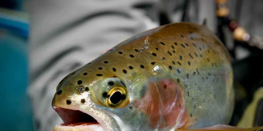 Rainbow trout. Photo: Shutterstock