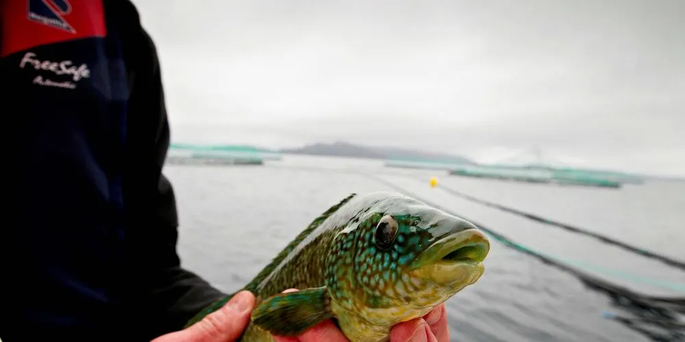 VENTER: Fiskere Fiskeribladet har vært i kontakt med er spente på og utålmodige etter svar på årets regulering av leppefiskfisket.Foto: Eivind Senneset. DN