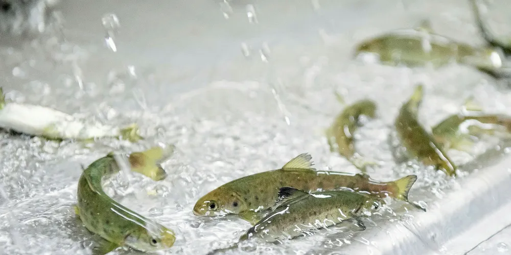 It's rare, but ISA has been detected at two land-based salmon farms in Nova Scotia.