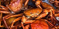 Deep-sea red crab devotee