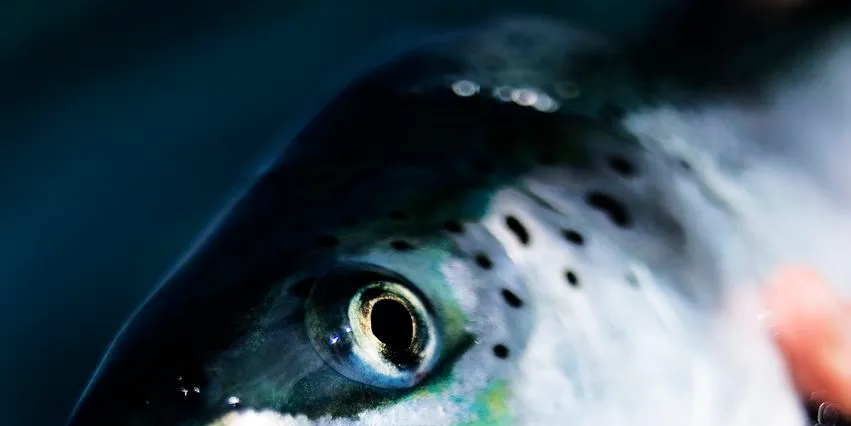 Farmed salmon prices near double last year's levels