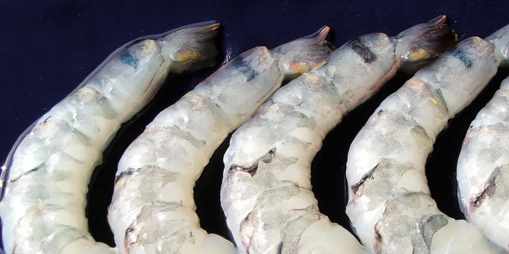 Bangladeshi shrimp producer hit by lower prices, 'significant' drop in exports