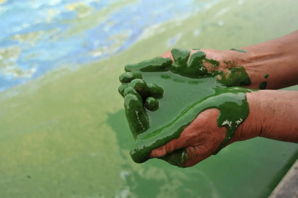 Black gold goes green: ExxonMobil invests in research to convert algae to biofuels.