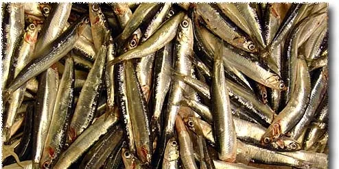 Copeinca CEO: Anchovy fishing 'incredibly slow'