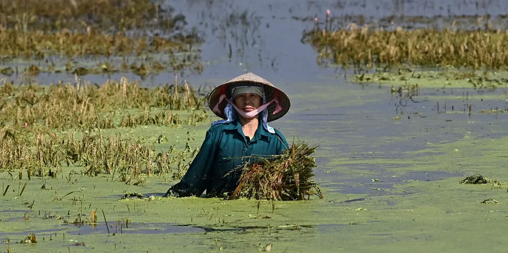 A farmer salvages the harvest from a flooded ricefield in Hanoi’s Chuong My district in Vietnam in the wake of Typhoon Yagi.