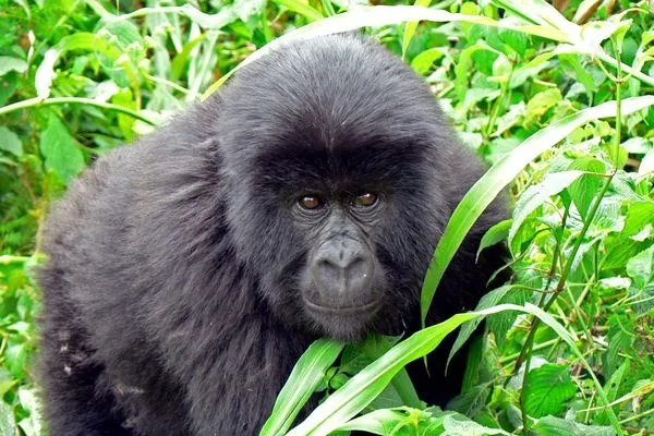 Rare species: the Virunga park's mountain gorilla