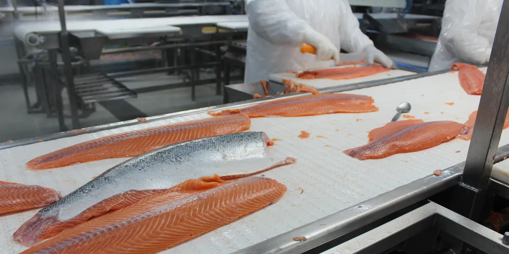 Atlantic salmon fillets processing