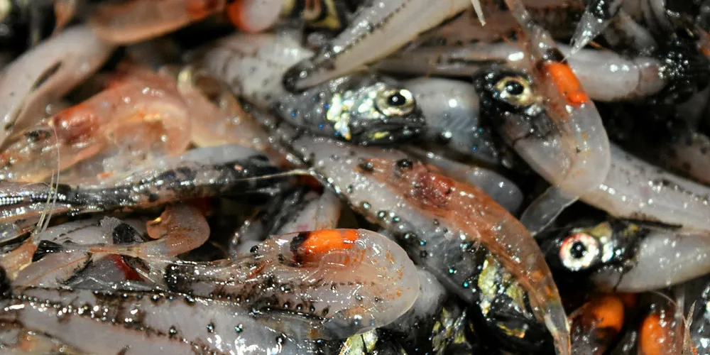 Lysprikkfisk er en av de mesopelagiske artene.