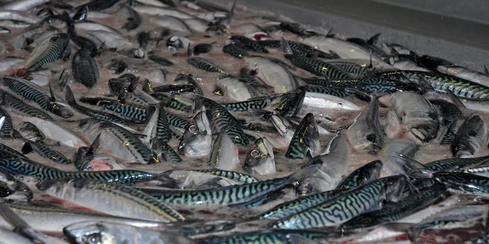 Danish processor in the red after mackerel loses MSC