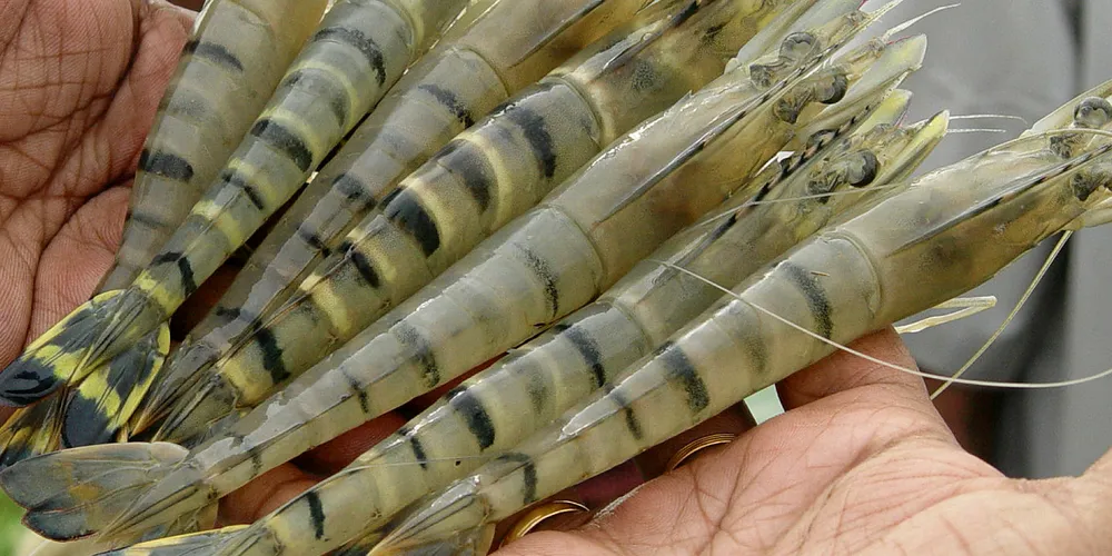 Black tiger shrimp -- vannamei's higher value cousin.