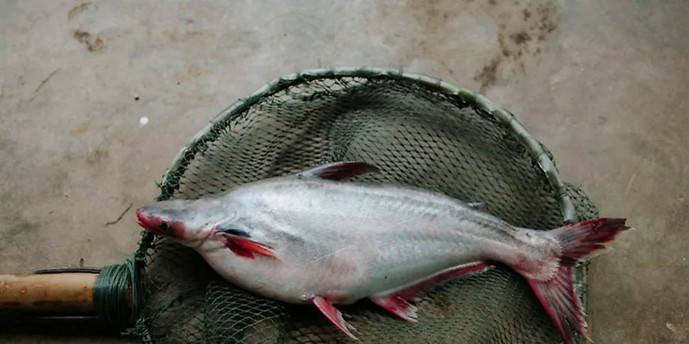 Pangasius.
