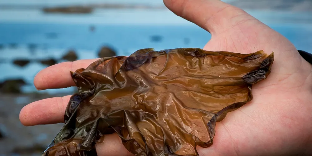 Porphyra sp. (eller fjærehinne) dyrkes i stor skala i Øst-Asia og er populær i sushi.