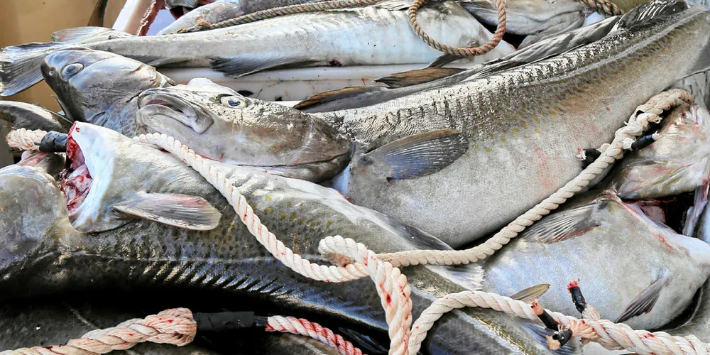 RUND ELLER SLØYD: Levering og seddelføring av rund fisk i Lofoten skaper forvirring og frustrasjon blant fiskerne. Fiskebruket der denne skreien er levert, har imidlertid ingen ting med saken å gjøre.