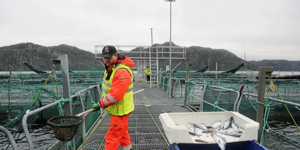 IKKE KONTROLL: Driftstekniker Sigbjørn Loug ved Marine Harvest i Flekkefjord mater fisk. Næringen har ikke kontroll på lakselus-situasjonen. Foto: KJERSTI KVILE/Fiskeribladet