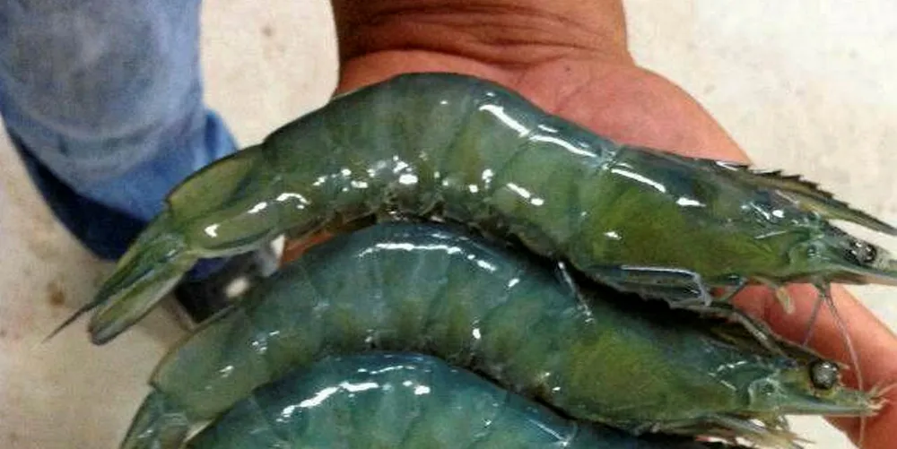 NaturalShrimp