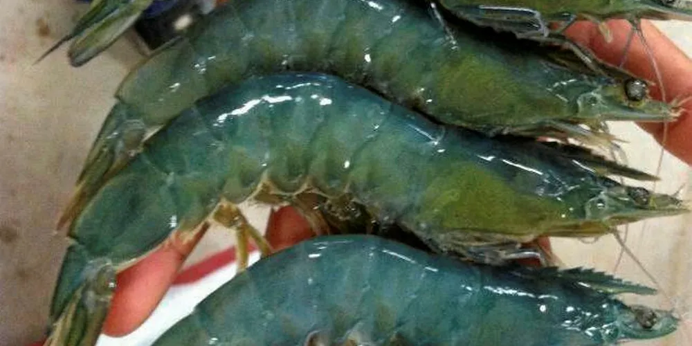 NaturalShrimp