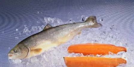 (Foto: Norsk Sjømatråd)