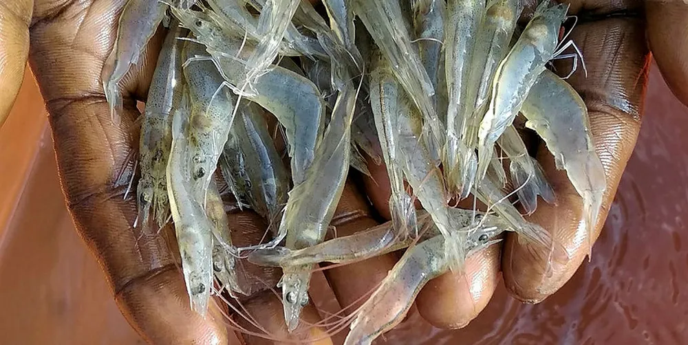 New diseases are sparking concern among buyers of farmed shrimp.
