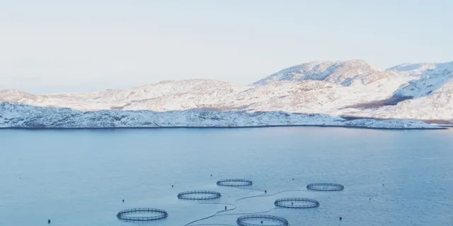 Police investigate salmon farmer Sjotroll’s slashed net