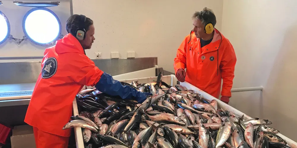 Med sin store svømmeferdighet har makrellen vist seg som en lynrask plyndrer i nordvestfiskens matfat, skriver Arnt Ryvold.