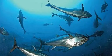 Documentary exposes illegal tuna trade