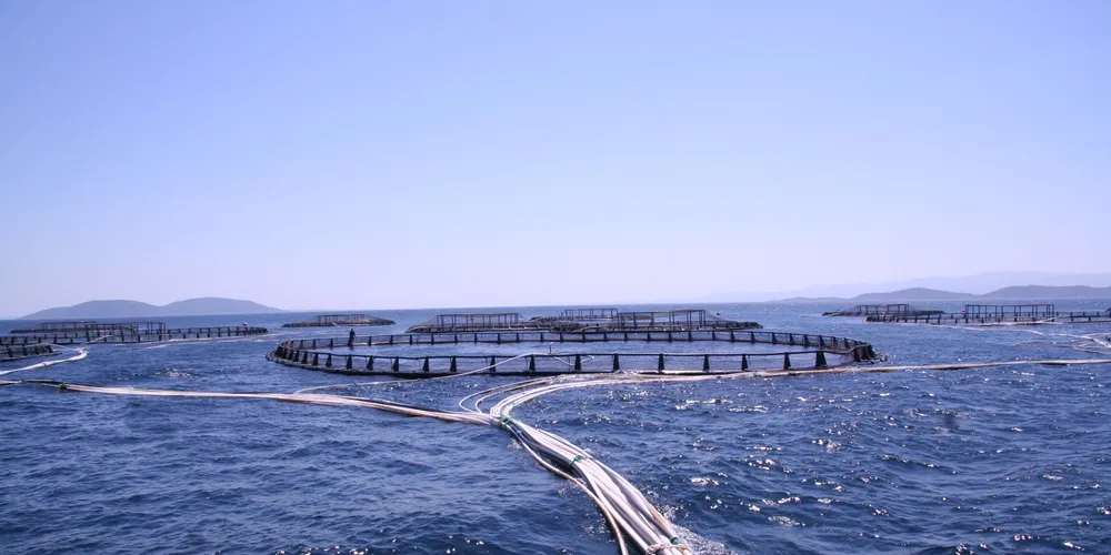 Playing chess with nature: Turkish bass and bream farm battles elements