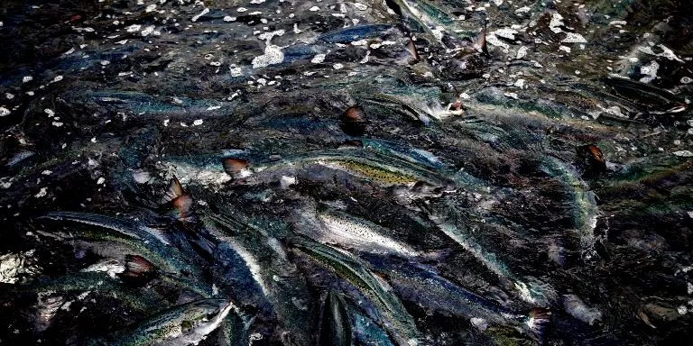 De-lousing kills 32,700 fish at Marine Harvest operation