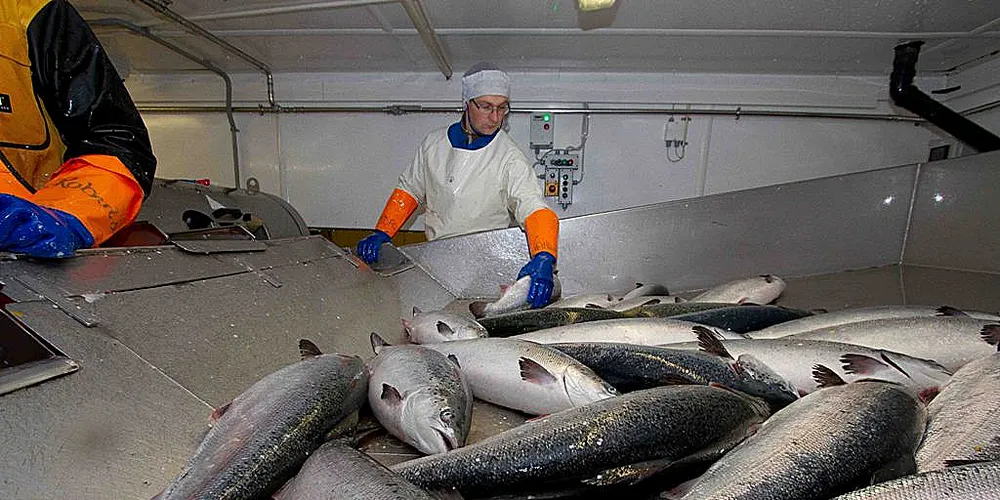 Farmed salmon prices steady