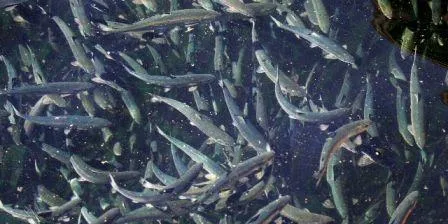 Smolt venture seeks professional investors