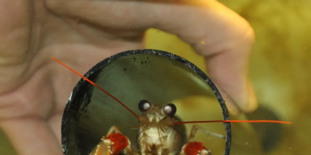 European researchers get their claws into nephrops study