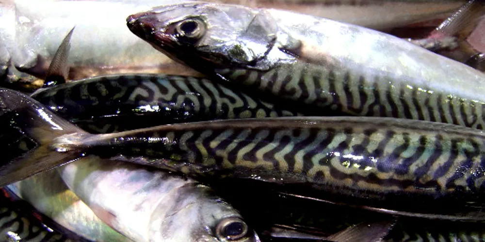 Scottish mackerel industry warns against duty free exports for Norway