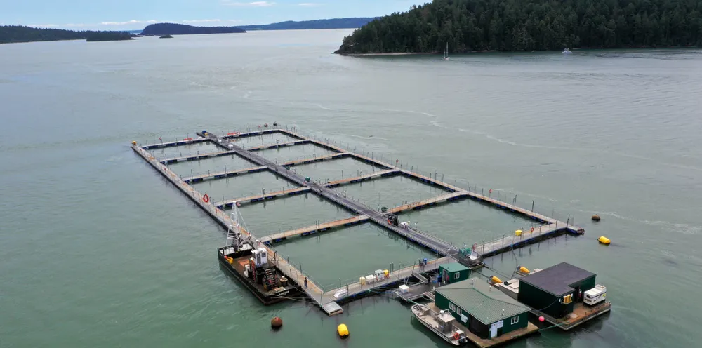 The cancellation of Cooke's leases was followed a week later by a complete ban on all netpen farming in state waters.