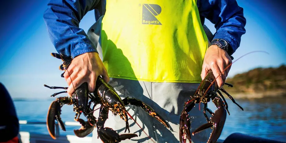 HOLDINGSENDRING: Det er viktig at det arbeides med å endre folks holdninger når det skal innføres nye regler i hummerfiske 1. oktober.