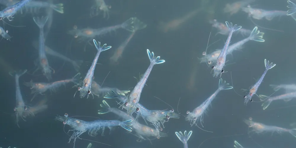 Vannamei shrimp grown at Bavarian RAS farm Crusta Nova.
