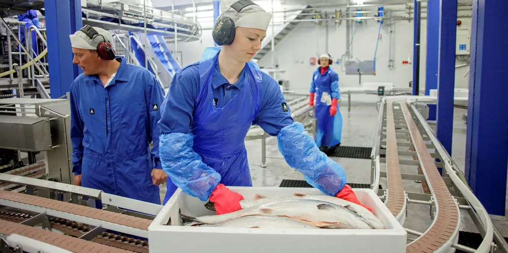 Norwegian farmed salmon prices hit a new low close to production costs.