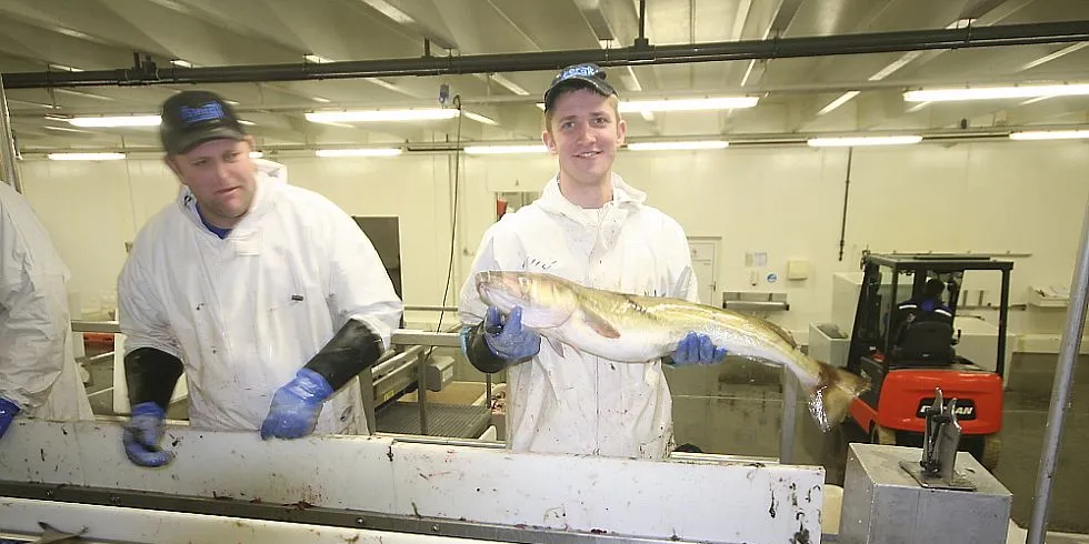 Skikkelig skrei som vi elsker, sier en av arbeiderne på Napp Fisk AS. Her med en rugg fra yttersida av Lofoten. Foto: Willy Hauge.