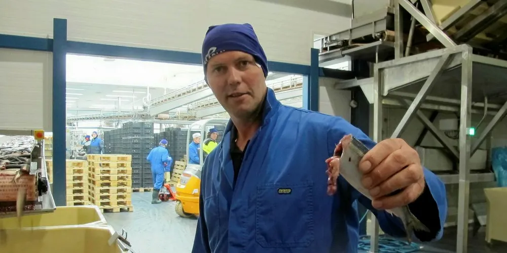 Matjesstart: Pelagia i Egersund har nettopp tatt imot en fangst på 90 tonn matjessild. Produksjonsdirektør (COO Food, Region Sør) Bjørn Kjetel Sirevåg, Pelagia, Egersund er fornøyd med kvaliteten.Arkivfoto: Kjersti Sandvik