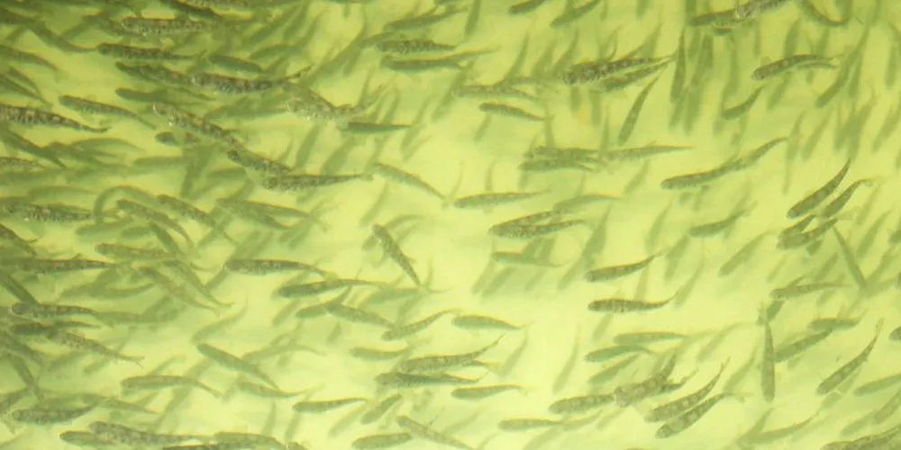 Alantic salmon smolts.