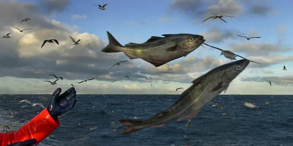 MENINGSLØST: Det er meningsløst at det kastes fisk på havet istedenfor å ta den til land og gjøre bruk av råstoffet.Arkivfoto: Ragnar Axelsson