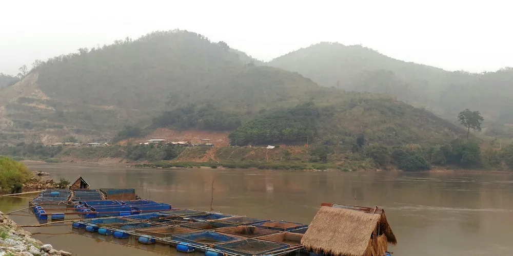 Tilapia farming in Asia.