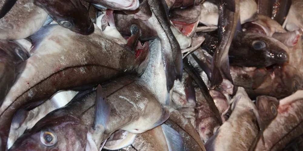Haddock prices down ‘dramatically’ as market adjusts to higher supply