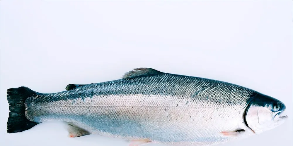 New disease emerges in Norwegian farmed trout