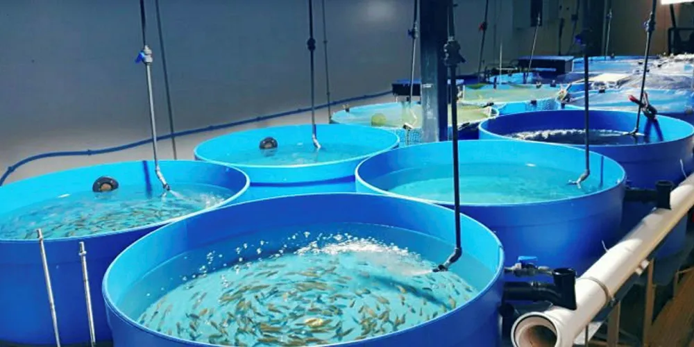 The fry are a safe and effective alternate product for the tilapia farming industry, which relies heavily on hormonal sex reversal procedures.