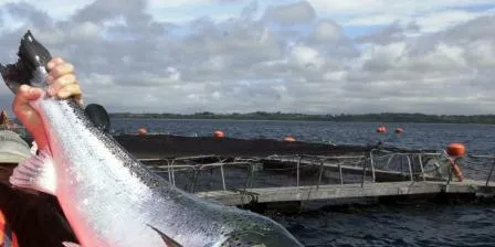 Anbefaler å spise dobbelt så mye fet fisk