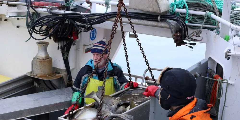 Om bord på ”Vågøybuen” ble godværsdagene i Vesterålen benyttet godt. Her sørger Kåre Vågø (tv) og Jonas Hunnestad Rørdal for at søndagens skreifangst kommer trygt i land hos Myre Fiskemottak. Foto: Jon Eirik Olsen.