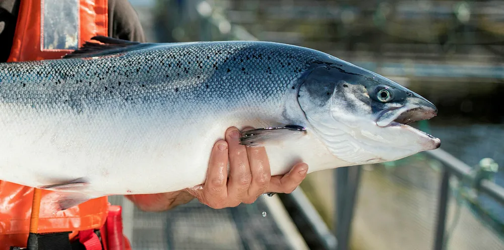 Researchers are working on better treatment and detection of complex gill disease.