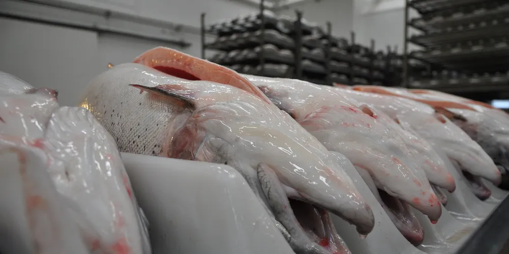 Farmed salmon prices continue to drop